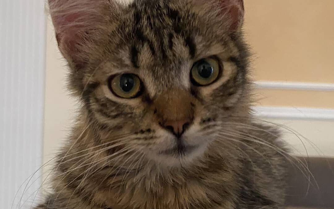 Tikki – das Fellbündel