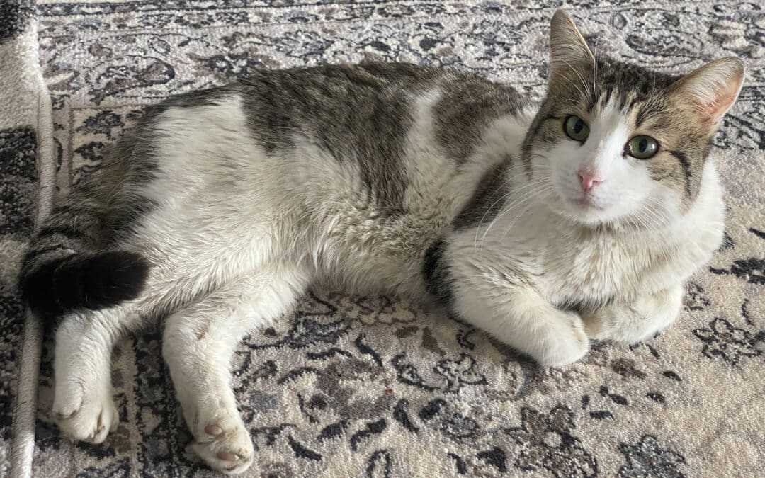 Tikku – aus dem alten Dorf