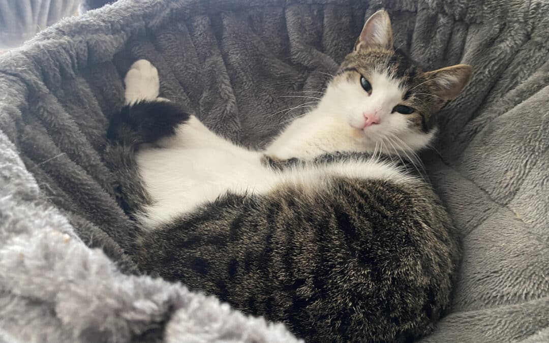 Tim – aus dem alten Dorf