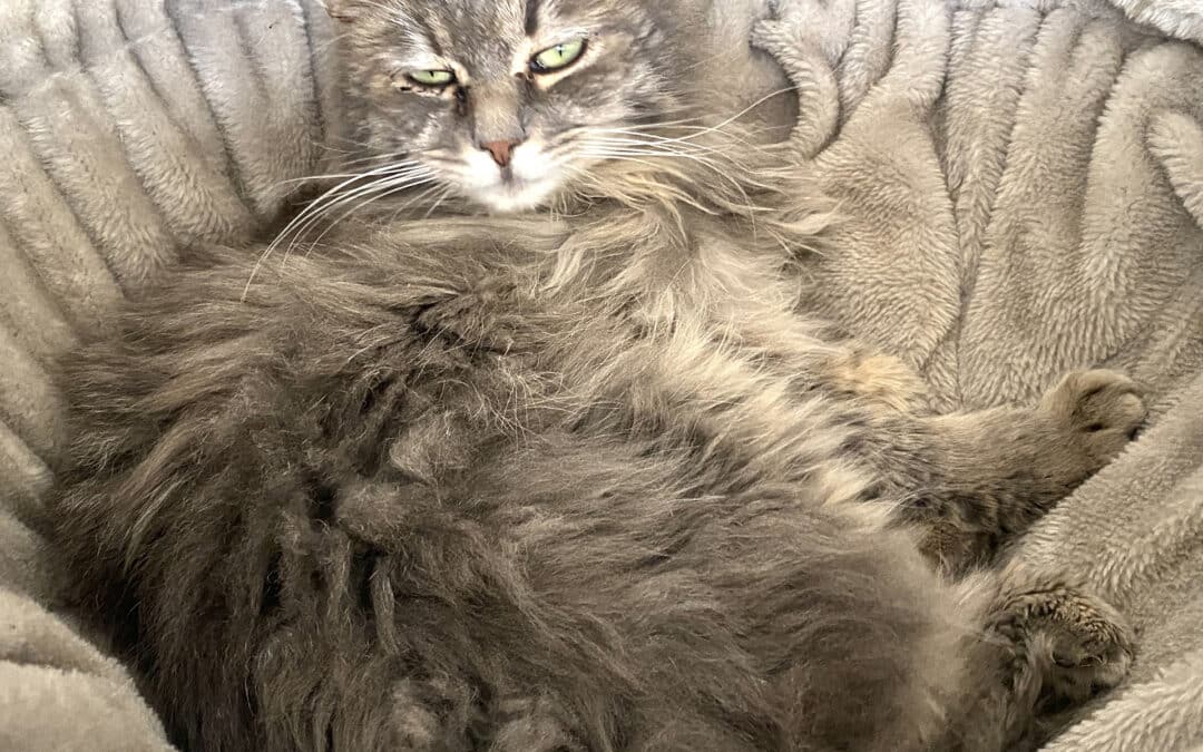 Tobi – aus dem alten Dorf