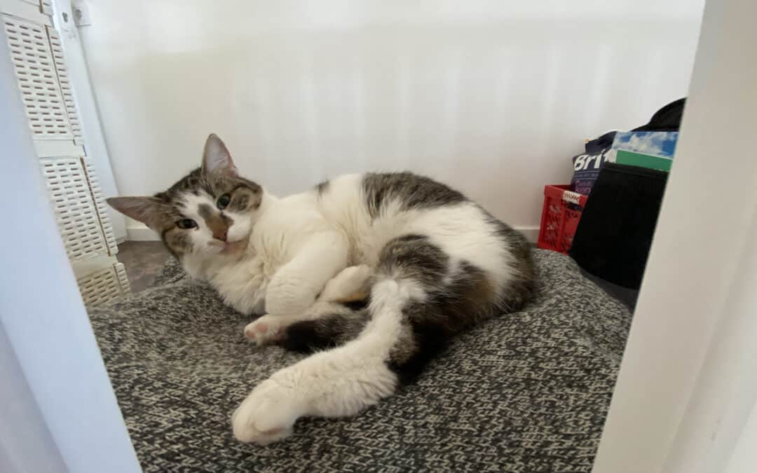 Tommike – wäre wohl am liebsten ein Mensch geworden…