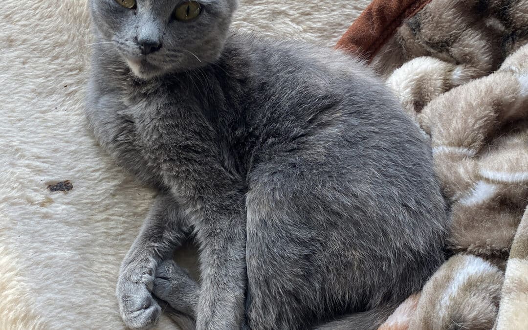 Ushora – die Wunderschöne