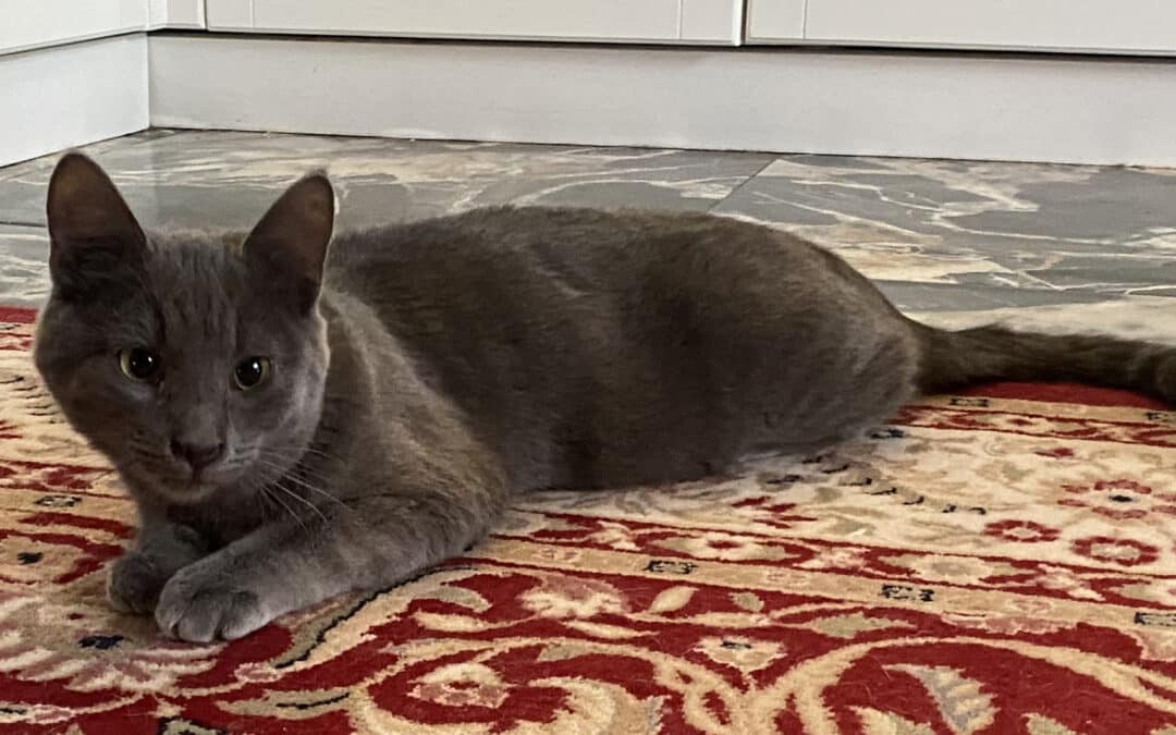 Vasil – auf dem Supermarktparkplatz