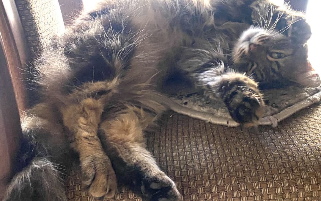 Voini – eine kleine Mitfahrerin