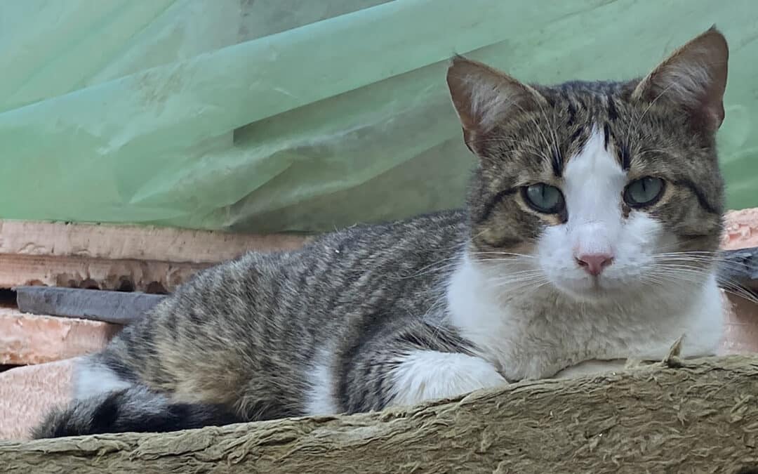 Zuzu – aus dem alten Dorf