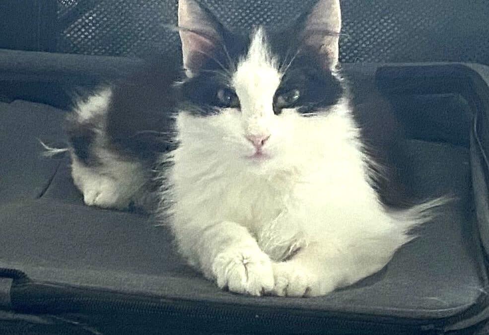 Minka – eigentlich todgeweiht mit innerlich abgerissenem Schwanz…