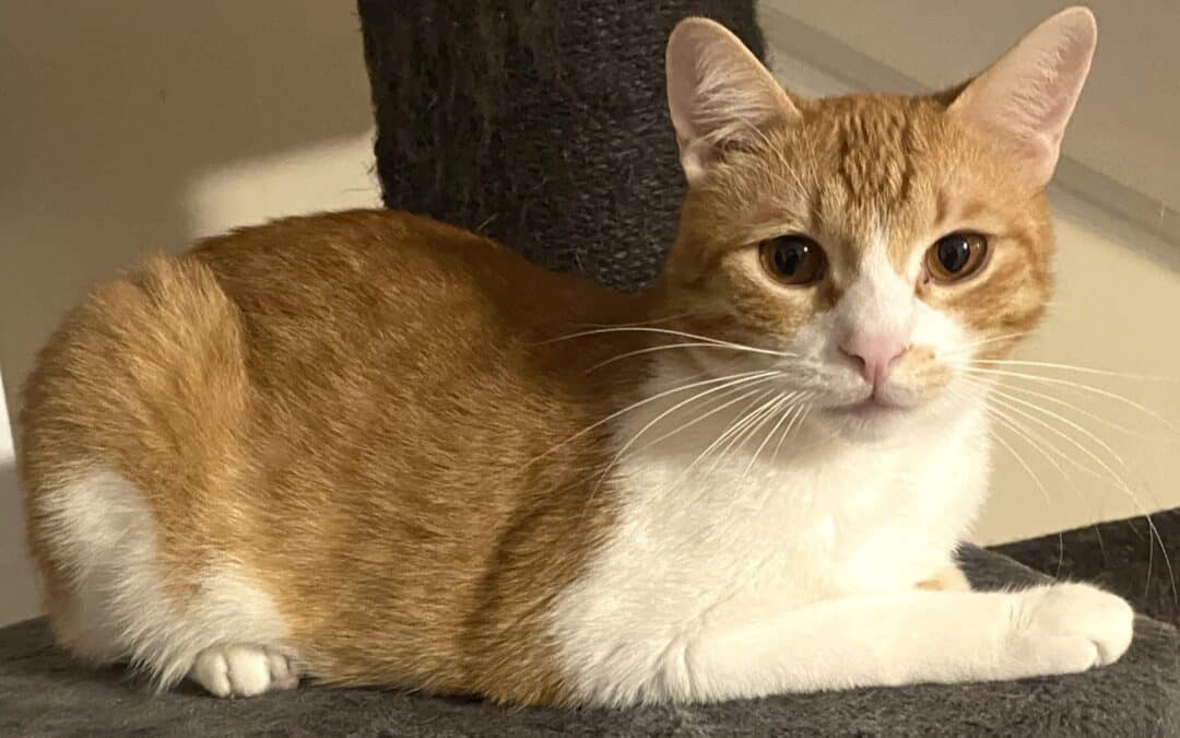 Tommy – Ein Kater wie eine Fee