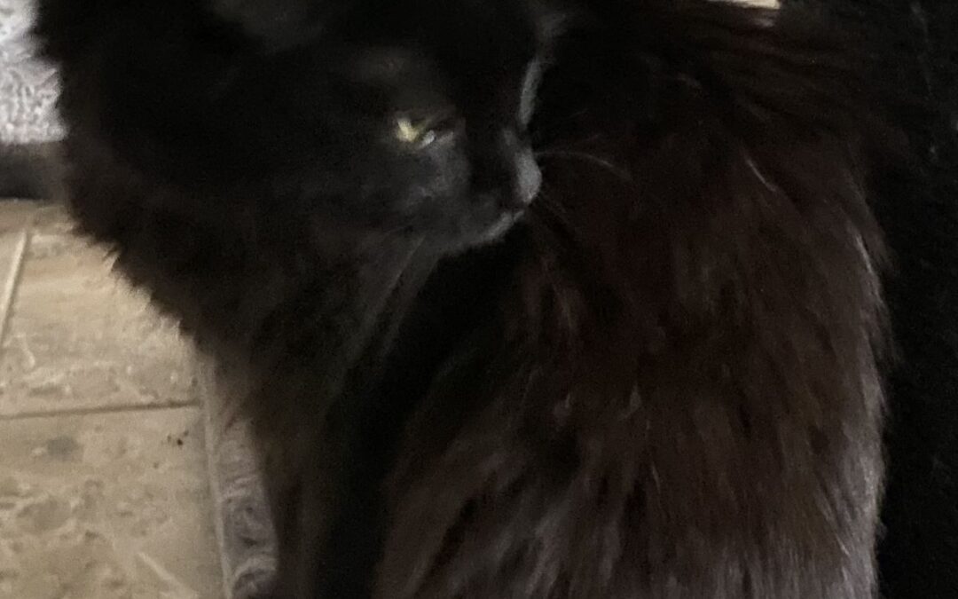 Brownie – der Kumpel von Angelito