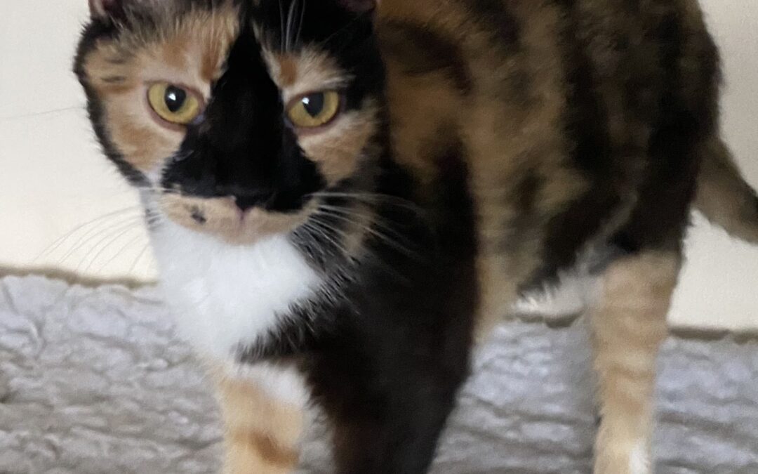 Jesse – taken in instead of abandoned