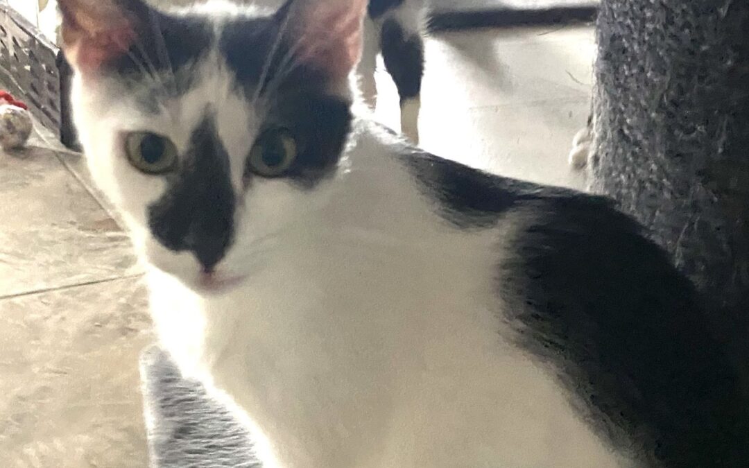 Motti – so bald Licht an geht, ist er da….