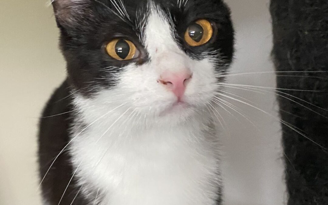 Amber – Bernstein-Augen im Smoking