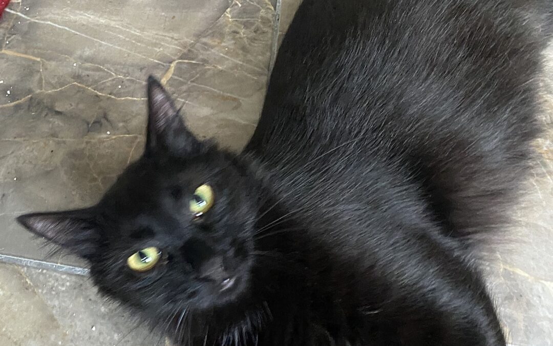 Angelito – der „kleine“ Angel