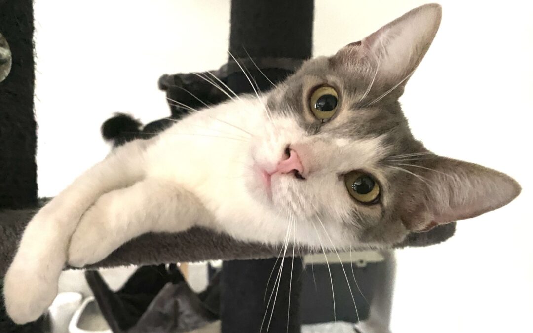 Marble – Schön und stark wie Marmor