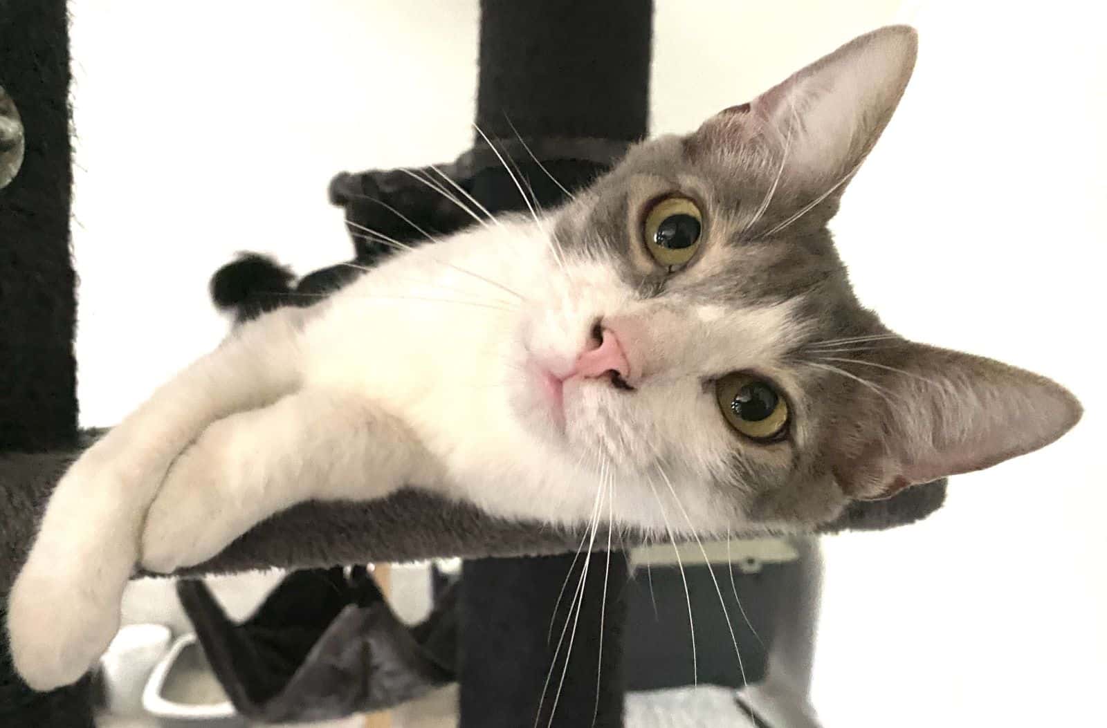 Marble – Schön und stark wie Marmor