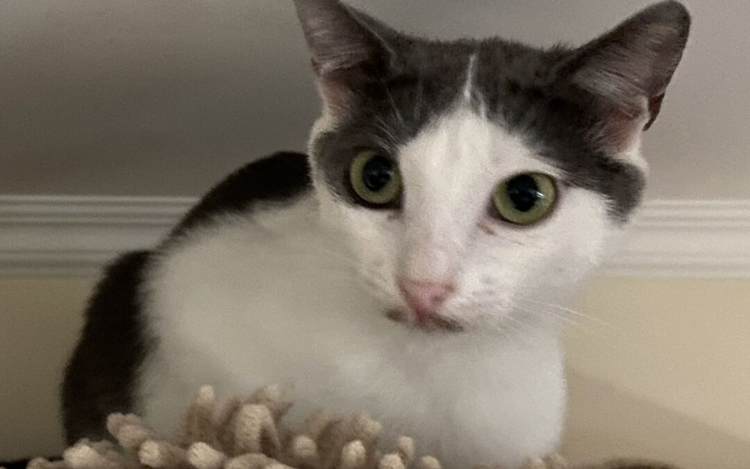 Michichika – Die kleinst-kleinste