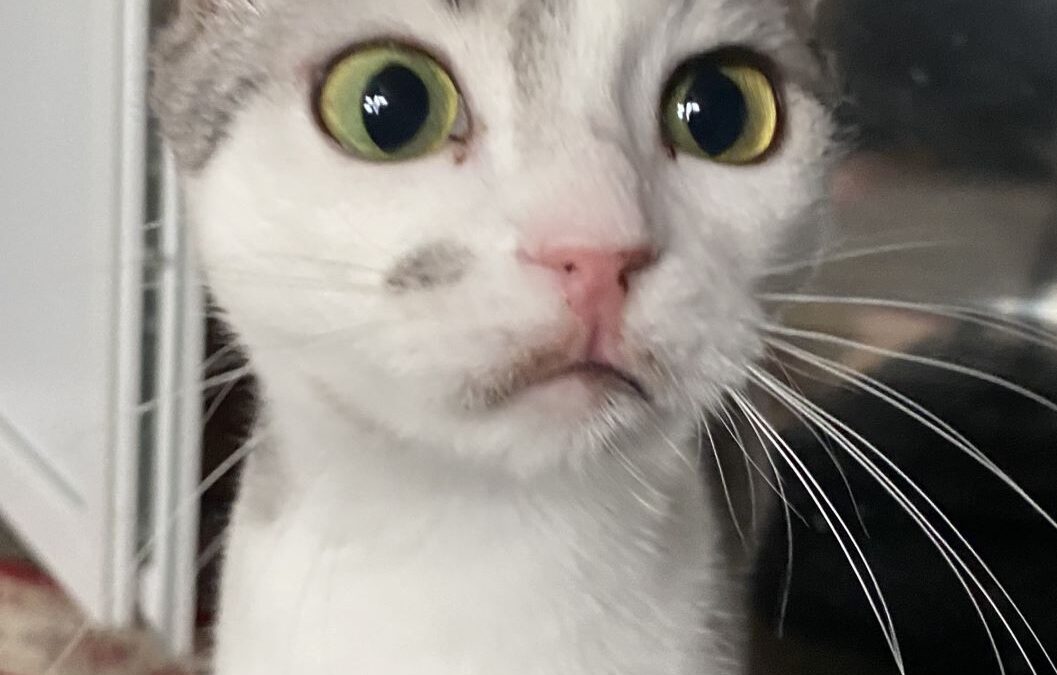 Micky – wie eine kleine Maus