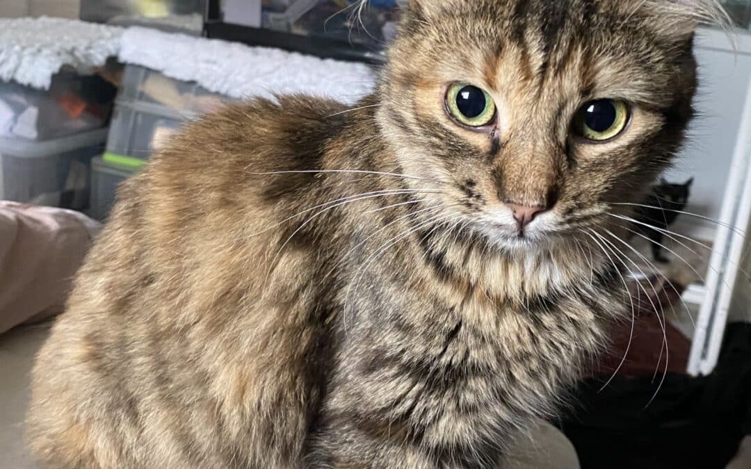 Pichioara – ohne Bein nicht sein