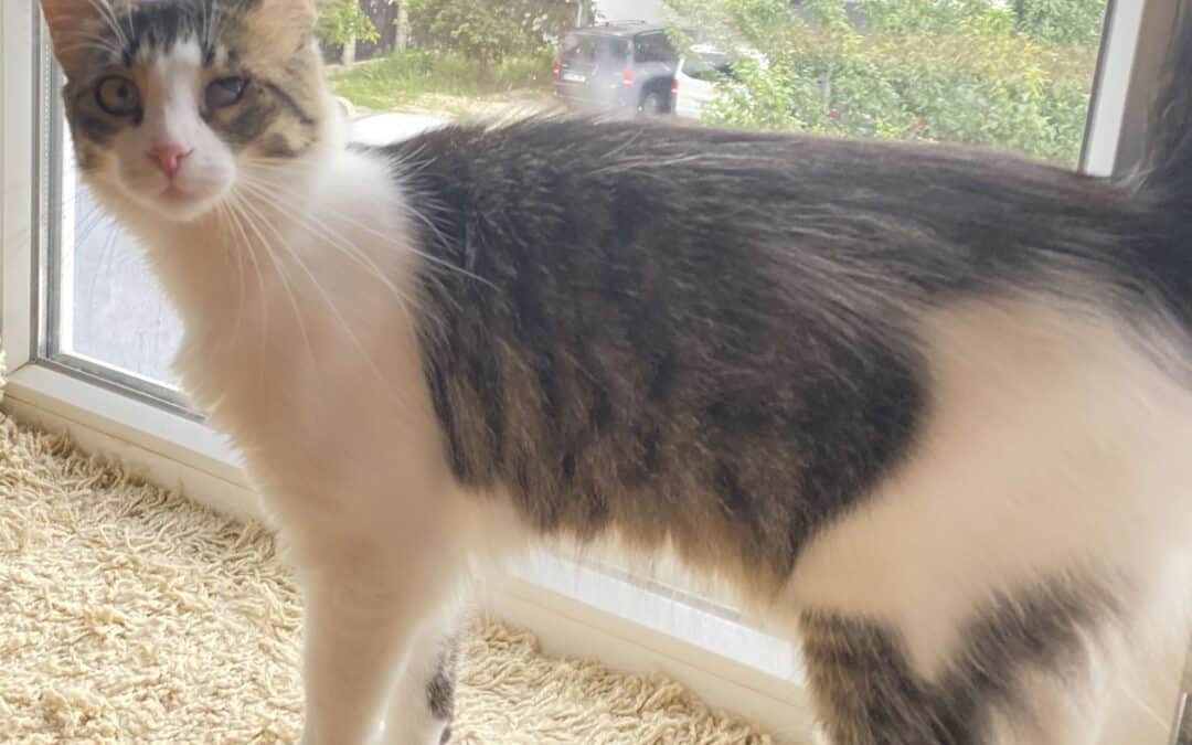 Puffychika – Mit dem Zwinker-Auge