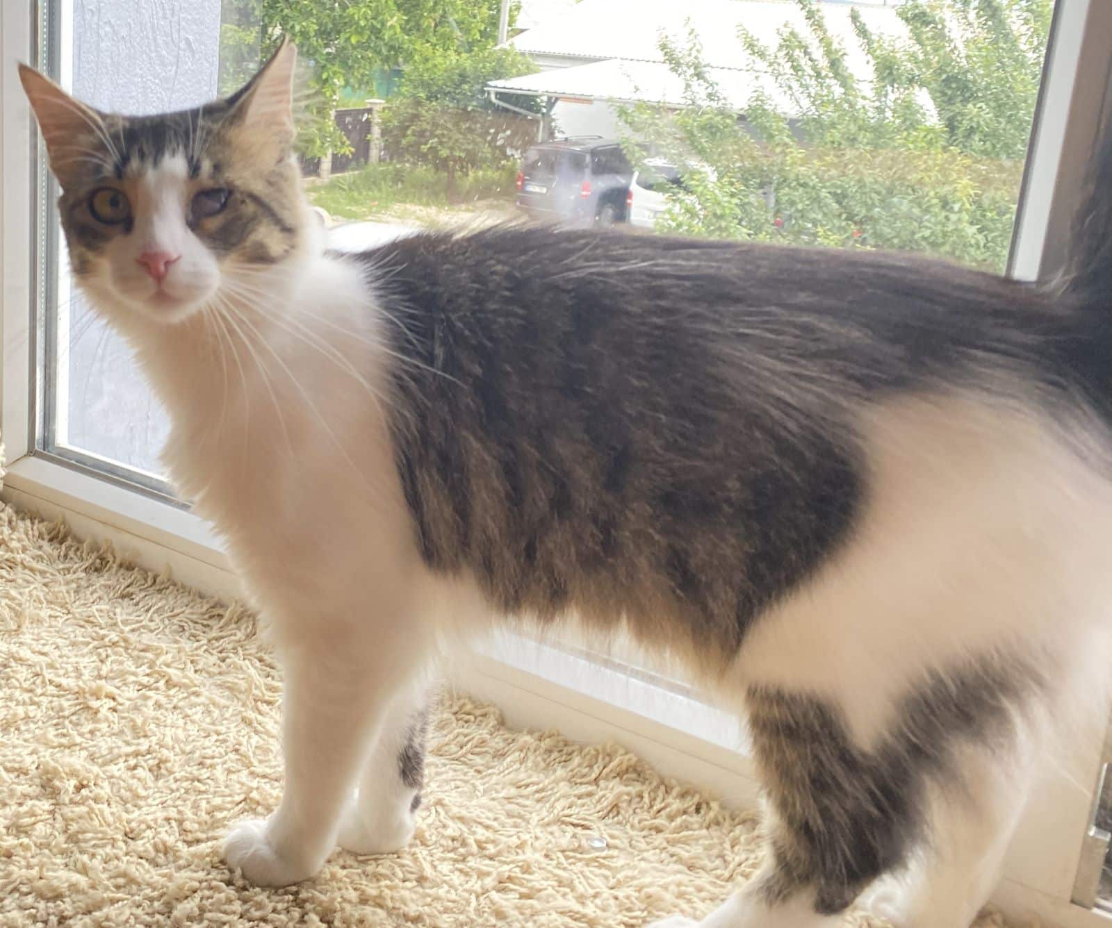 Puffichika Puffichika