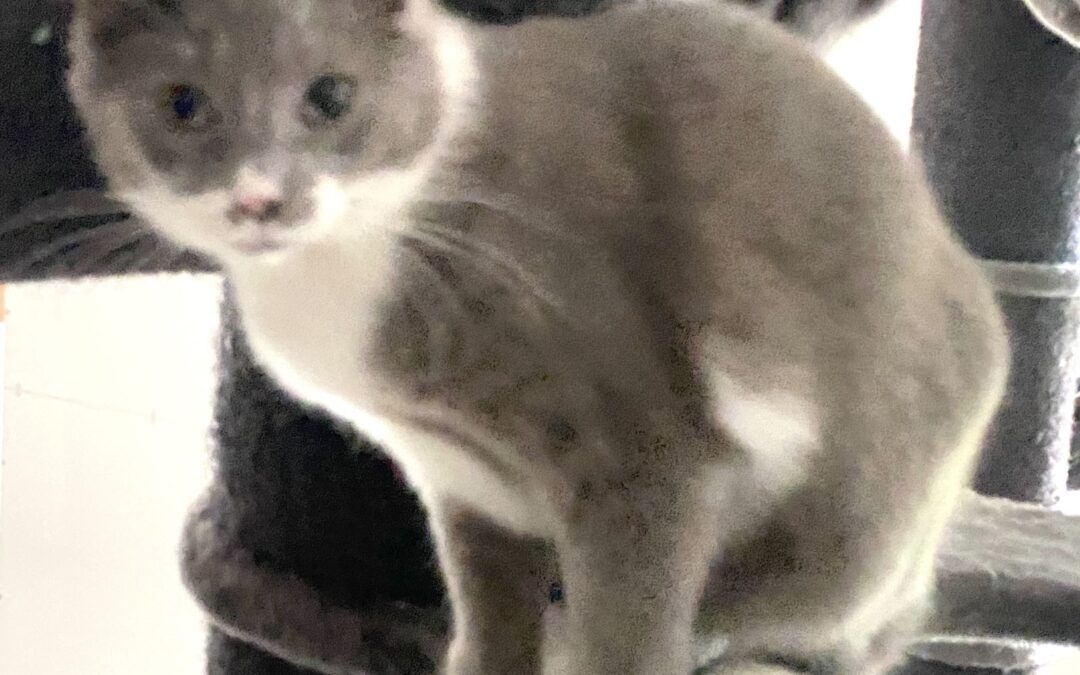 Puppi – wie eine Puppe